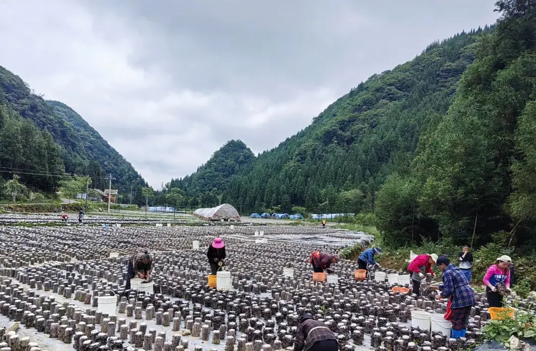 图为残疾人在家门口就近就业